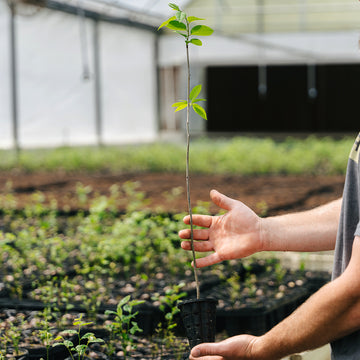 Image of a persimmon seedling.